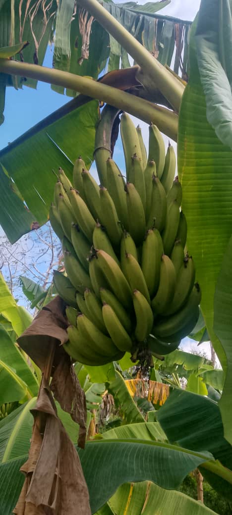 Guerreros de la Trocha tweet media