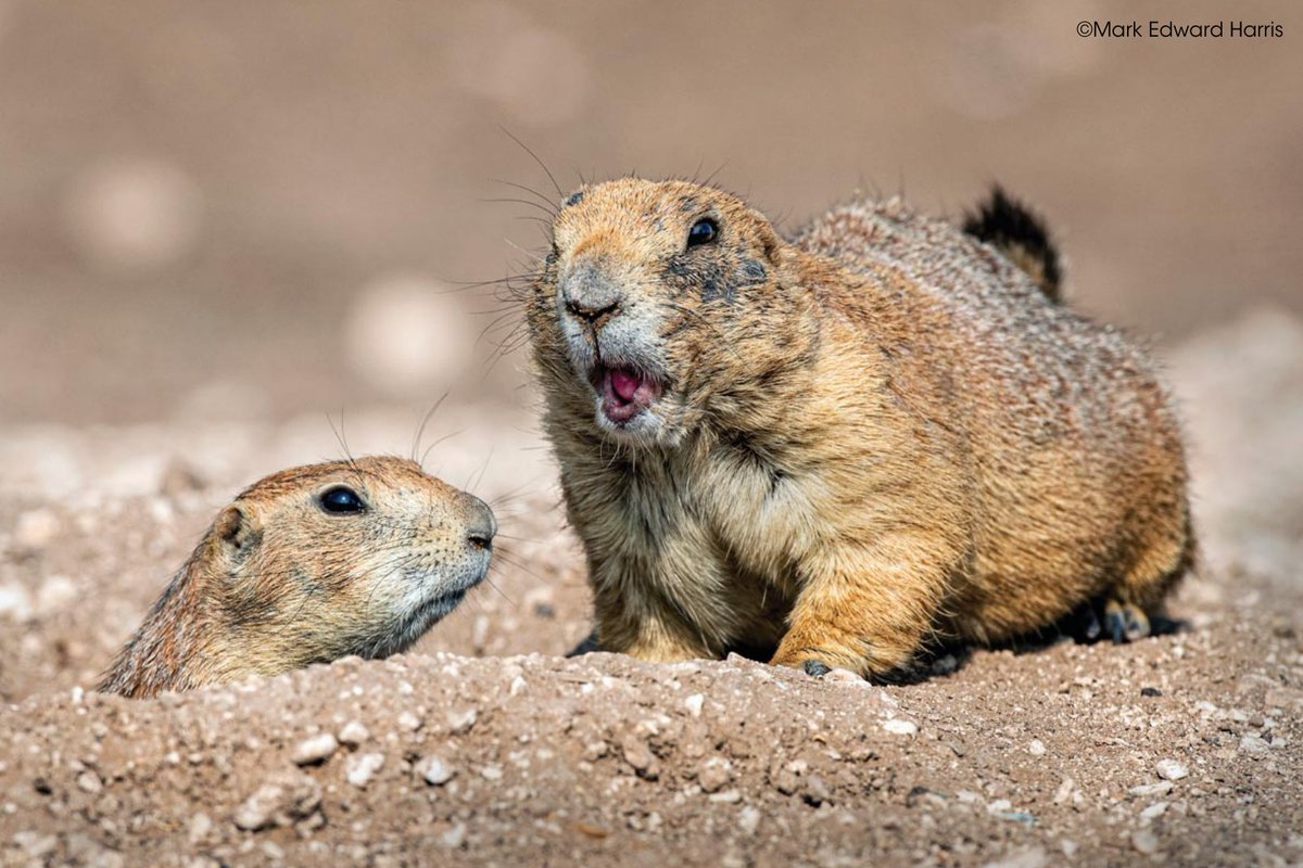 Professional Photographers of America (PPA) tweet media