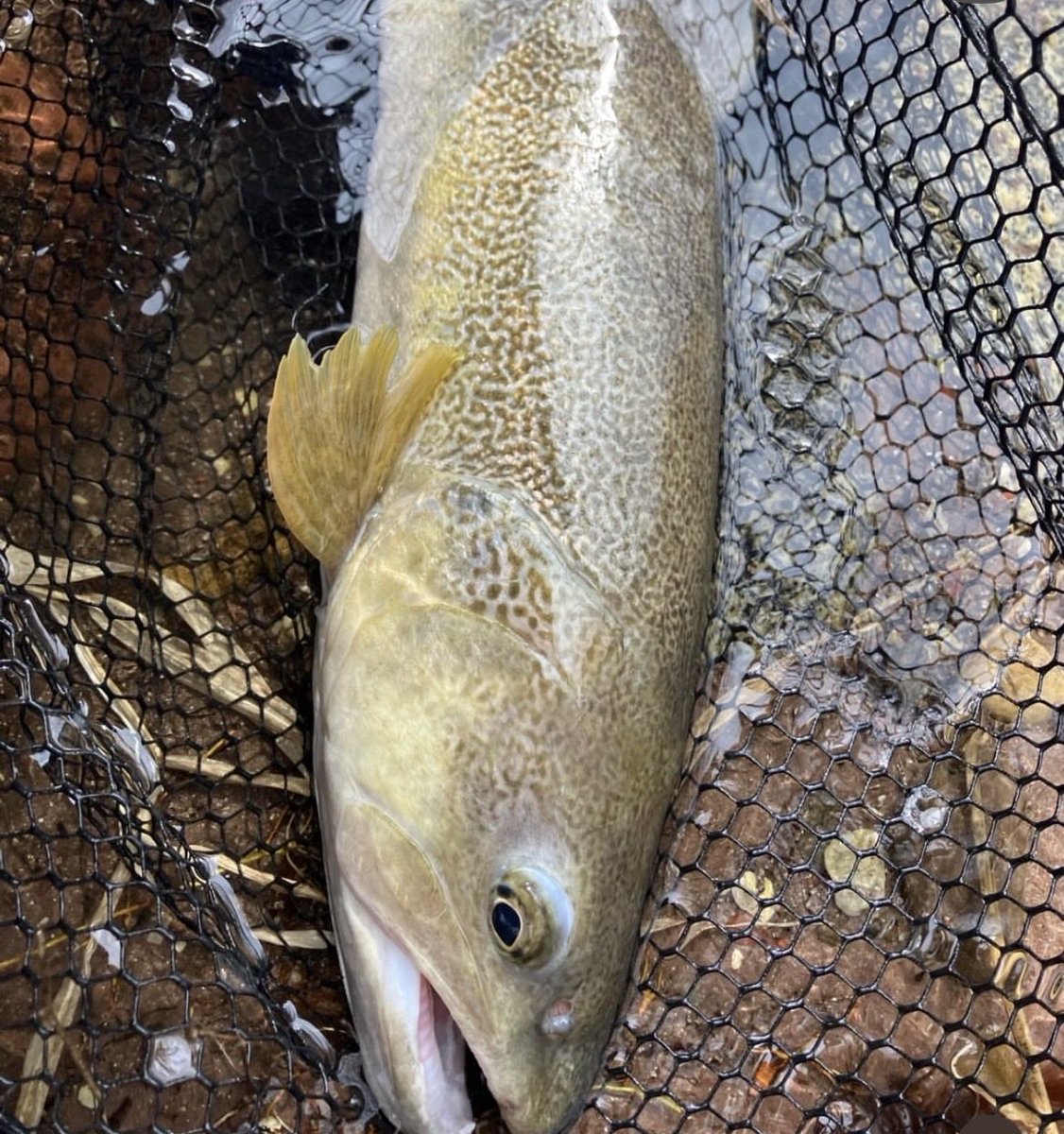 Andrew Jones tweet media