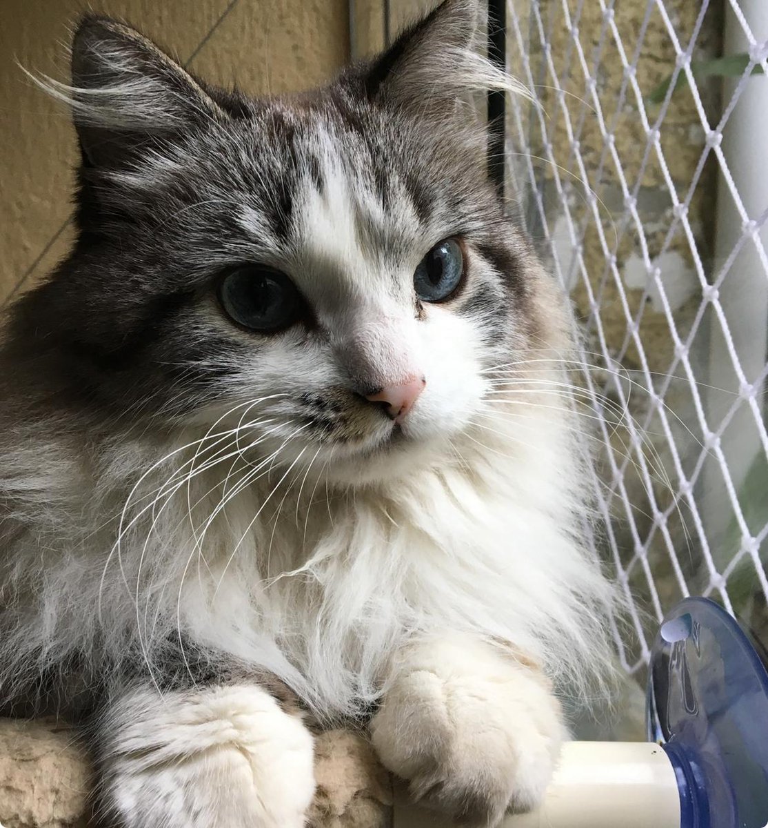 El gato Perez tweet media