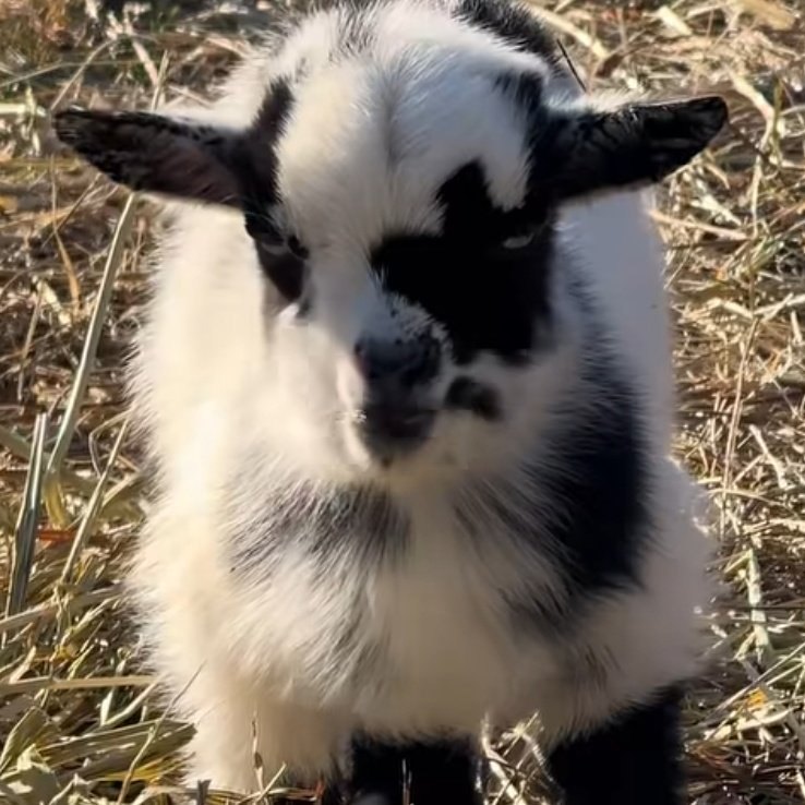 CubbiNOM tweet media