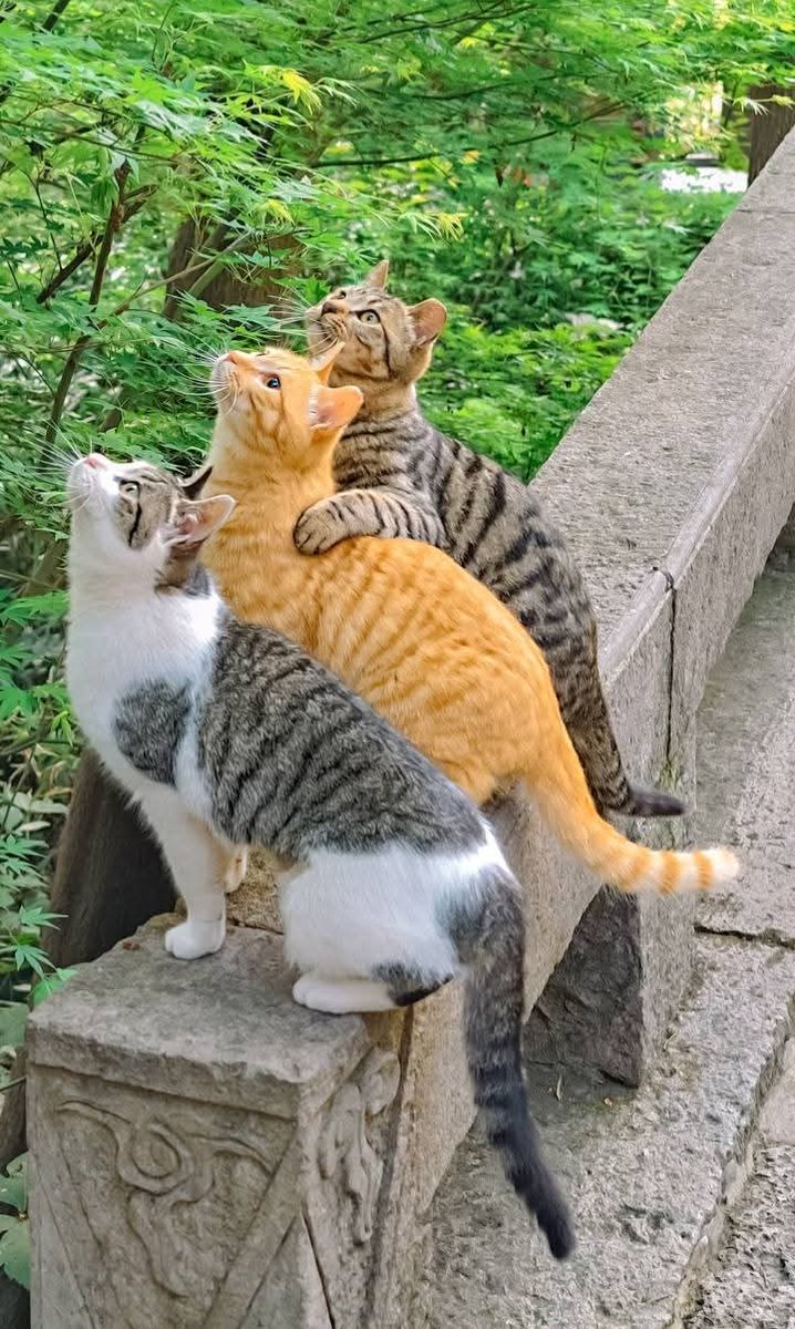 人生何求 (@lingjichang) on Twitter photo 
