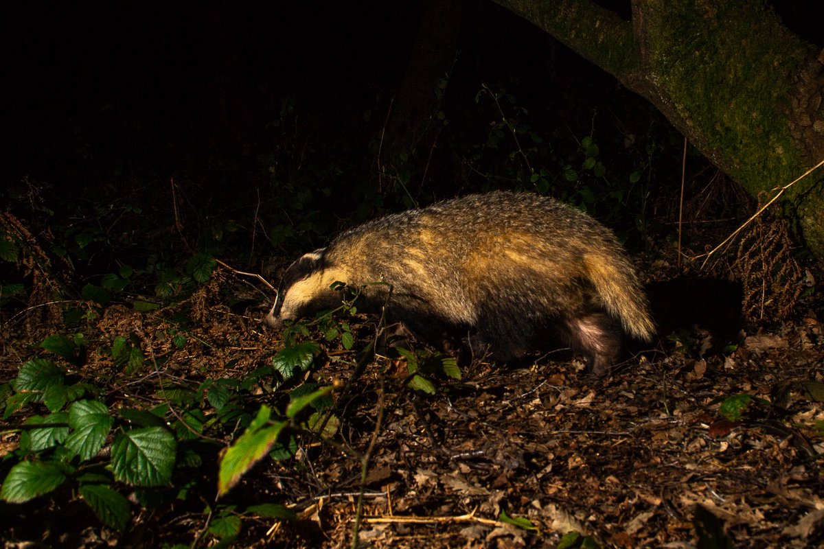 The Stoic Terrierman tweet media