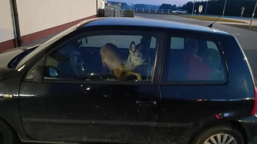 thepolandnews_'s tweet photo. POTRĄCIŁA SARNĘ I ZABRAŁA JĄ SAMOCHODEM DO PRACY

W okolicach Góry Świętej Anny na Opolszczyźnie doszło do nietypowego zdarzenia. Mieszkanka powiatu krapkowickiego, jadąc do pracy, potrąciła sarnę, która nagle wbiegła na jezdnię. Gdy zatrzymała samochód, zauważyła, że zwierzę żyje i się porusza.

Kobieta spieszyła się do pracy i – jak później tłumaczyła policjantom – nie chciała czekać na przyjazd służb. Postanowiła więc zabrać ranne zwierzę ze sobą. Przeniosła sarnę do auta, przykryła ją kocem i ułożyła na przednim siedzeniu pasażera. W drodze powiadomiła jednak policję o całej sytuacji.

Funkcjonariusze przyjechali na miejsce pracy kobiety i byli zaskoczeni nietypową „pasażerką” w samochodzie. Na miejsce wezwano weterynarza, który zajął się zwierzęciem. Okazało się, że sarna nie odniosła poważnych obrażeń.

Policjanci pouczyli kobietę, że przewożenie dzikiego zwierzęcia w samochodzie może być bardzo niebezpieczne, ponieważ przestraszone mogłoby nagle zareagować i doprowadzić do groźnej sytuacji. Kierująca przyznała, że działała pod wpływem emocji i nie pomyślała o konsekwencjach. Sprawa zakończyła się pouczeniem.

📸 | Policja Strzelce Opolskie