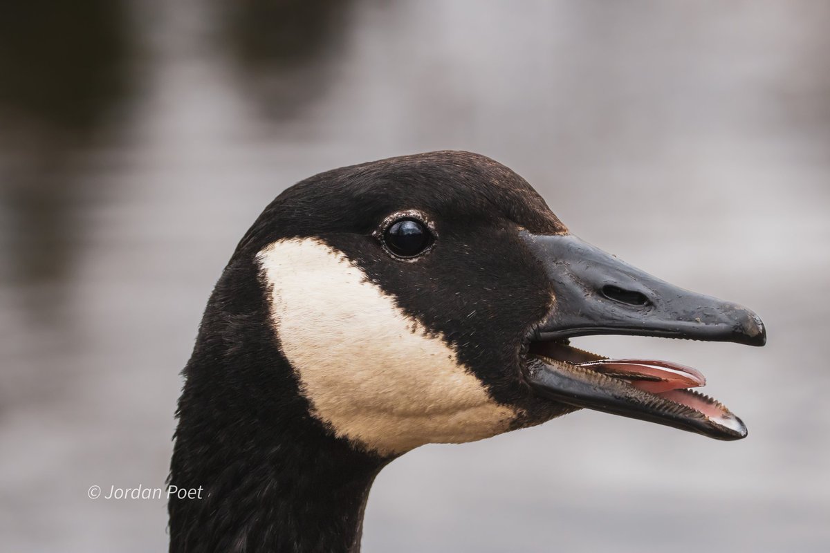 SceneKidSanta 𓅣𓅃 tweet media