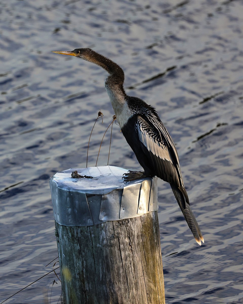 GSGalleries's tweet photo. They call them “devil birds,” but there’s nothing sinister about them.

An anhinga rises from the water, wings spread wide in the sun. That shape lasts only a moment.

That’s the moment that turns into sculpture. https://t.co/LNCobilVvg