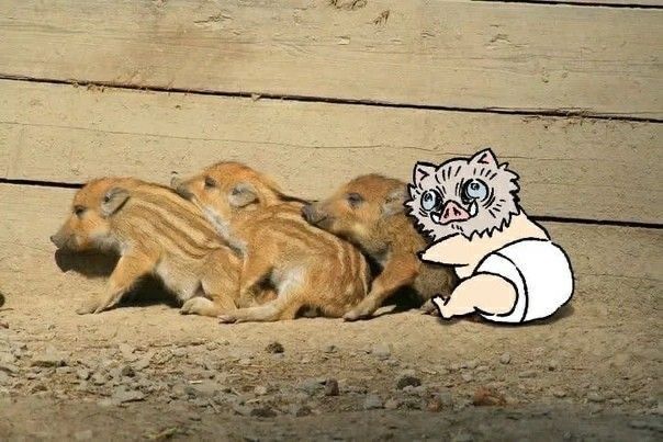 Demon Slayer Daily (@demonslayerdp) on Twitter photo 