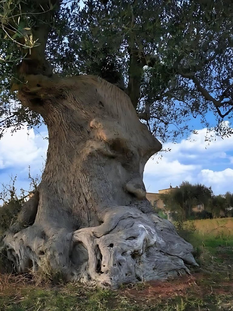 • İtalya’nın Puglia bölgesinde bulunan ve “Düşünen Ağaç” olarak bilinen bu 4.000 yıllık zeytin ağacının gövdesi, doğal olarak insan yüzüne benziyor. Sizce doğa bize mesaj mı veriyor. 🤔