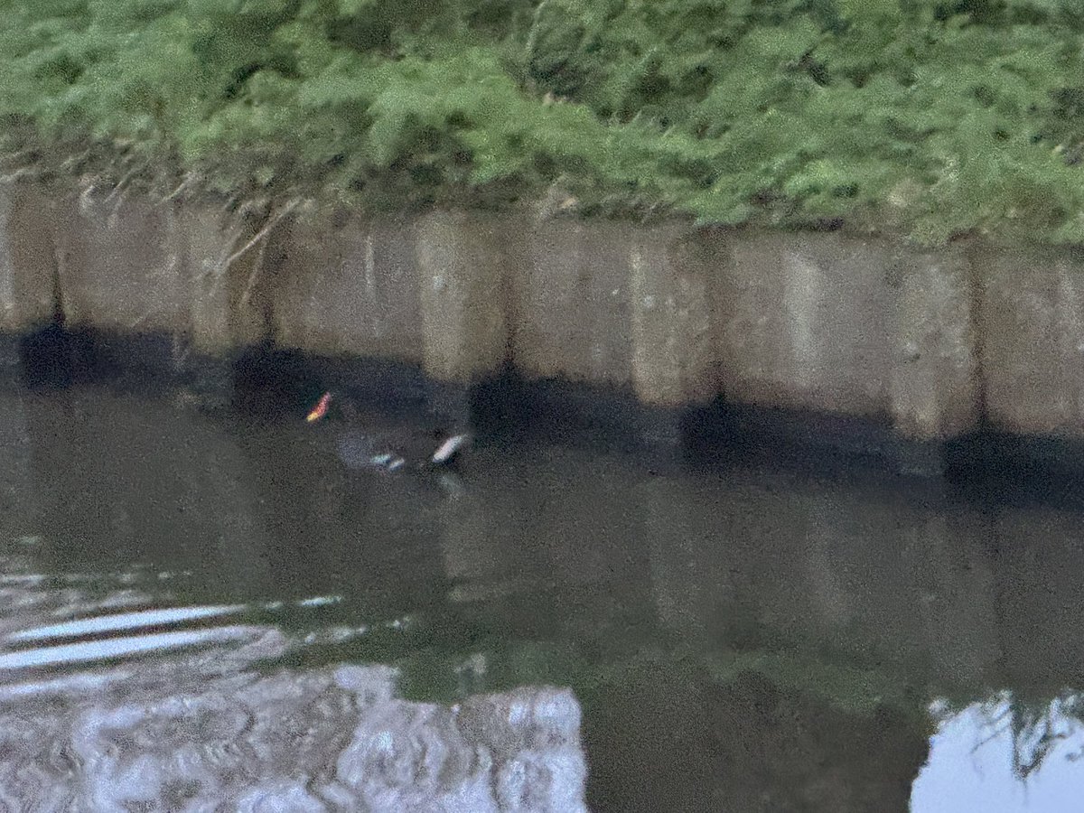 🌸Alice Goodman🌸 is Plurbin tweet media