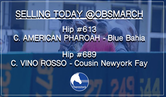 Thorostock LLC tweet media