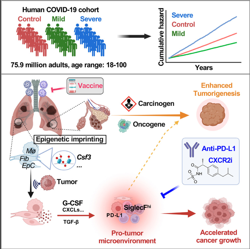 やっぱコロナ感染は肺がんの進行を早めるみたいね。軽症例ではむしろ抑制してるようにも見えるんだけど、重症例は肺がんの発症リスクがかなり上がるみたいね。ちなみにこれらはワクチンで抑えられると。