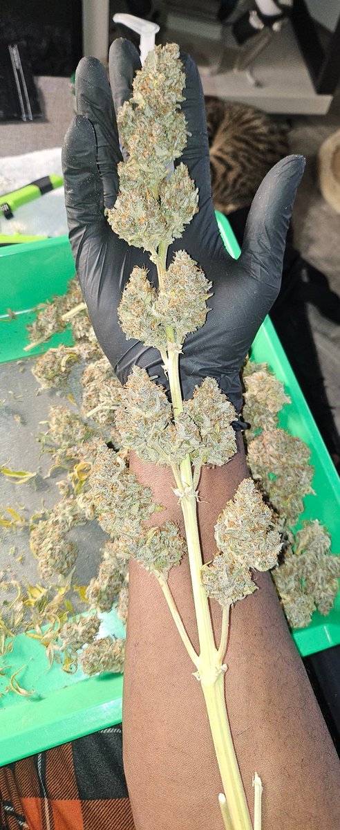 IAmDraeDae's tweet photo. Done with the trim &amp; got my biggest yield yet at 3 zips (oz) even from the Banana Purple Punch RF3 🔥 can't wait till she cures so I can smoke it 😁 Join the Discord grow community yall 💯 https://t.co/VYYJzbtDuK https://t.co/5nNE8xK2Br