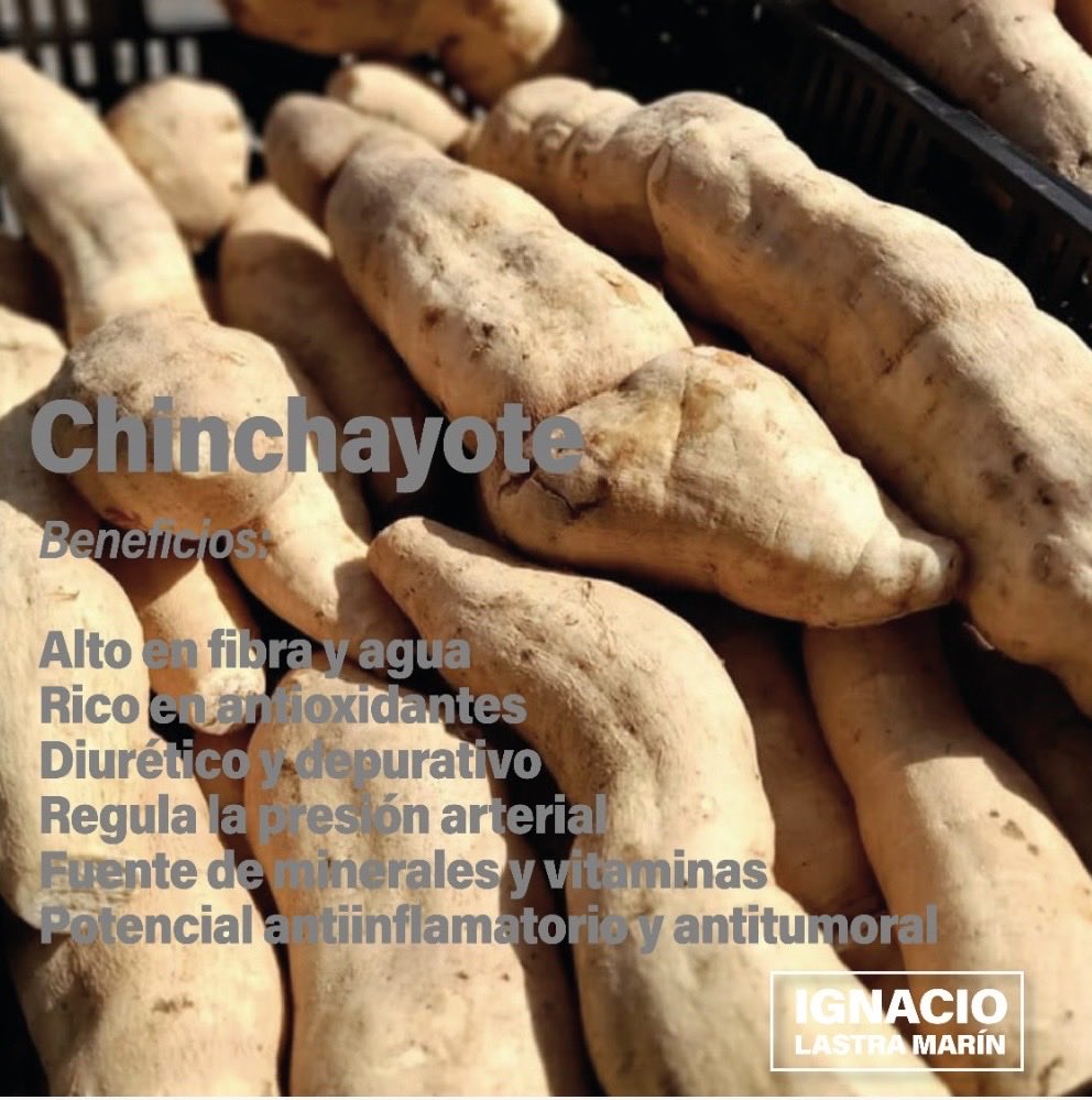 #Familia 🍃

🍈 El chinchayote se trata de un tubérculo que es la raíz del chayote que puede confundirse con la yuca, puede ser largo y grueso. Su nombre proviene del náhuatl tzintli, lo de abajo, y chayotli, chayote 🍈

#NachoLastra  🌱