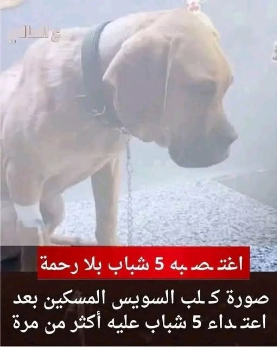 Adel Abadeer tweet media