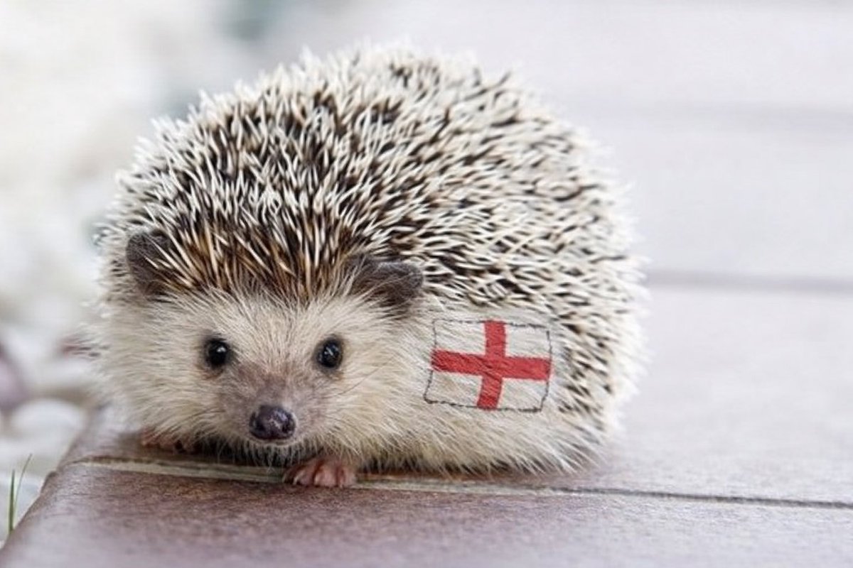 Sol T. Balls tweet media