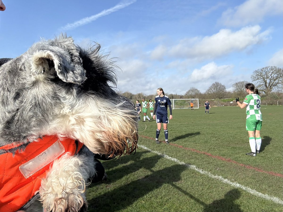 nonleaguedogs tweet media