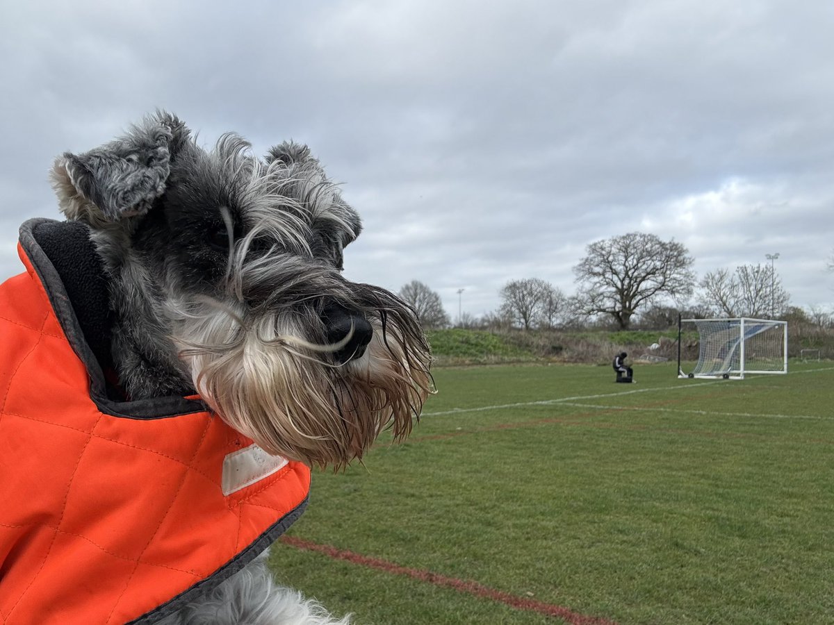 nonleaguedogs tweet media