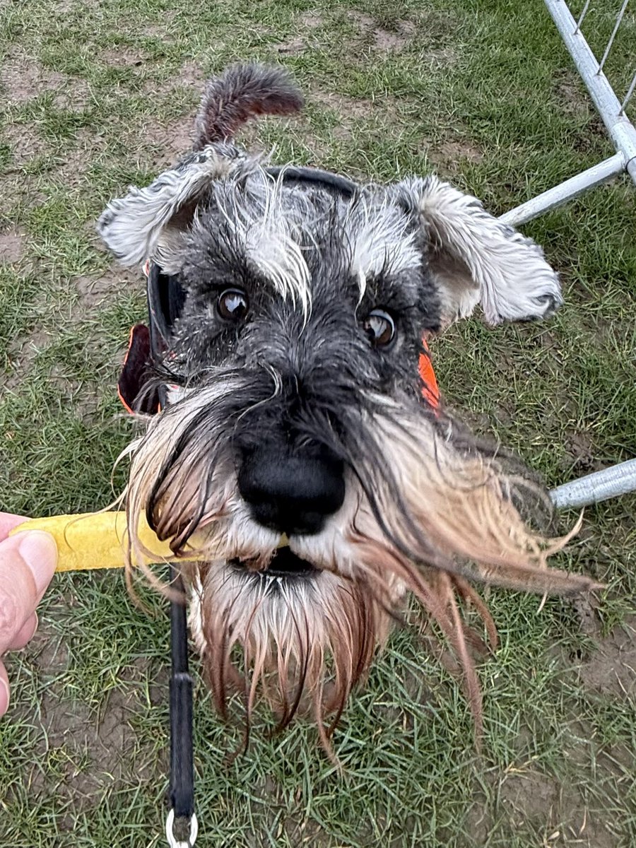 nonleaguedogs tweet media