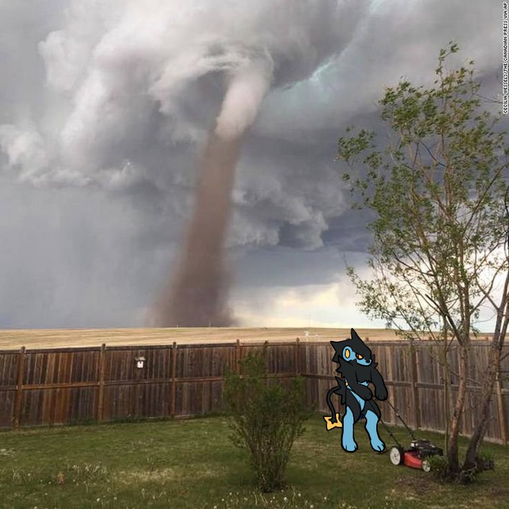 #1 Luxray Fan tweet media