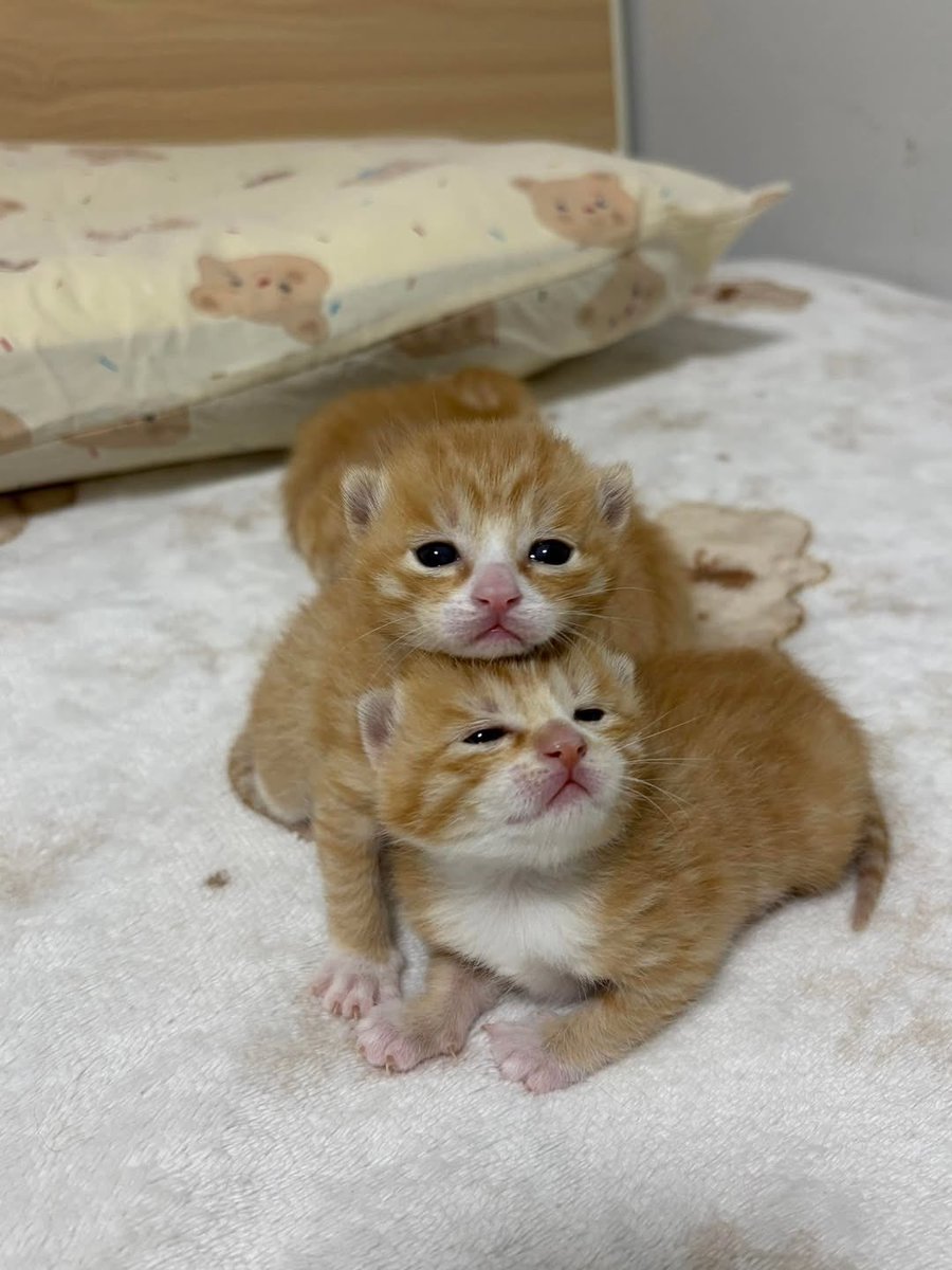 bu fotografta kac tane bebis var