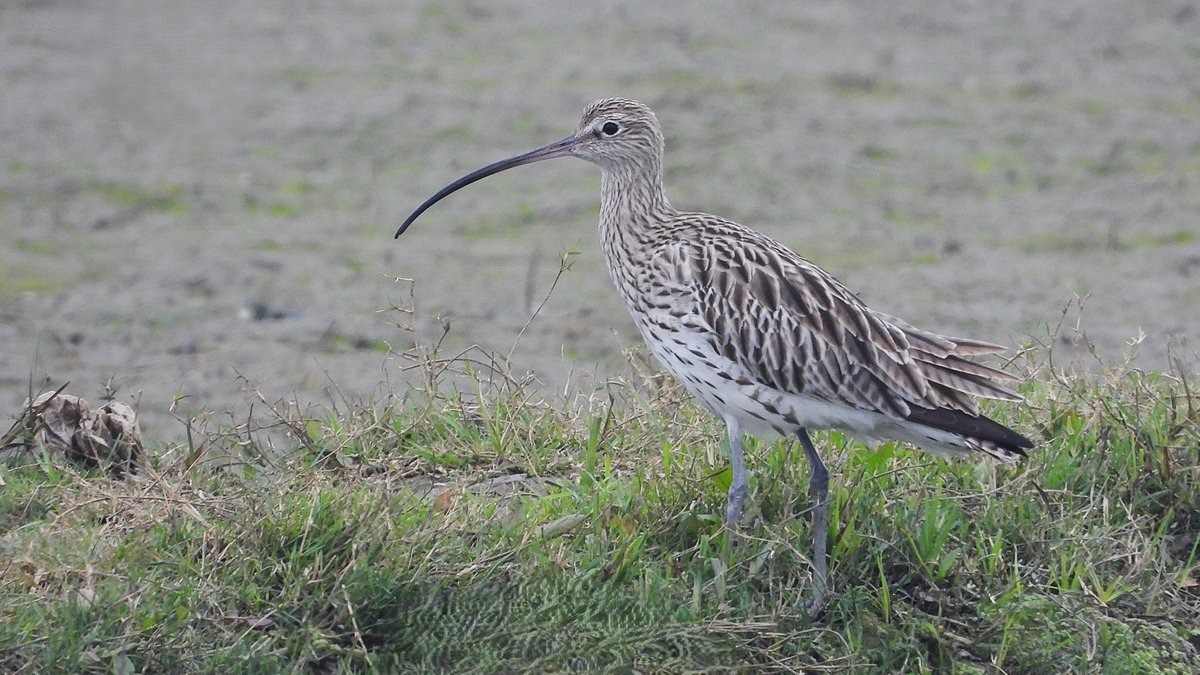 THE BIRDER'S STORE tweet media