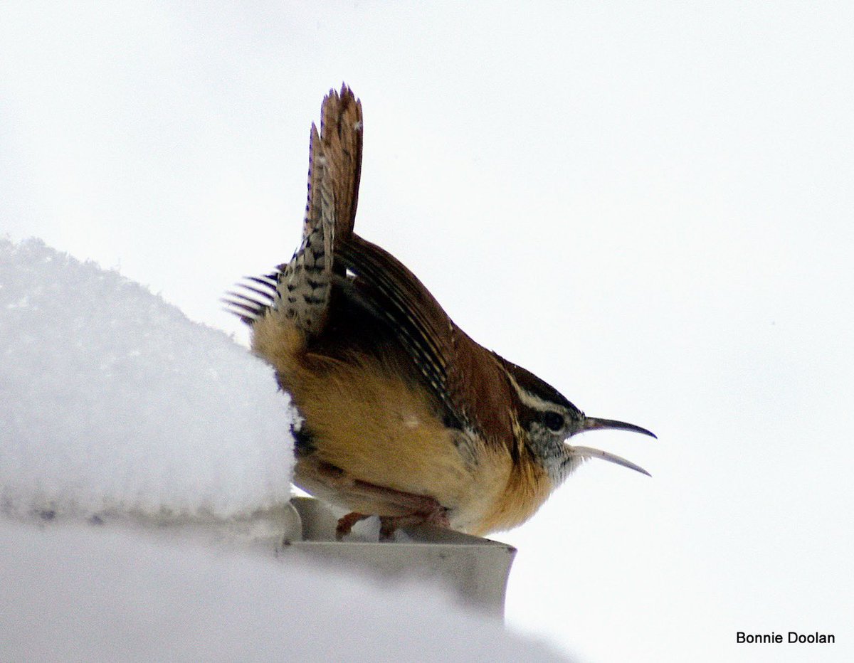 BonnieDool5t's tweet image. Carolina Wren #Wrensday #WinterVibes #birds