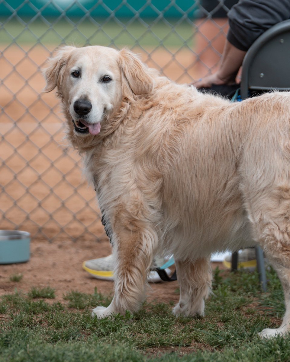 UTDCometSB's tweet photo. Everyone meet Coach Leo — our PAWSitivity Coordinator, team morale maestro, and dugout vibe supervisor. The Comets’ official tail-wagging hype dog and snack-break ambassador 🐾☄️ 

@FloCollegeSB @DIISoftball @LoneStarConf https://t.co/wGDpK5VoM1