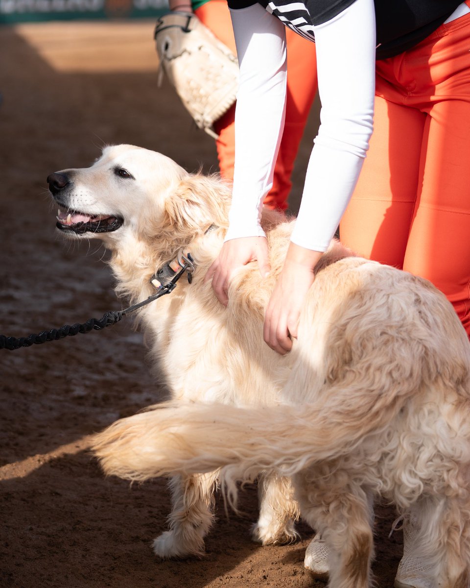 UTDCometSB's tweet photo. Everyone meet Coach Leo — our PAWSitivity Coordinator, team morale maestro, and dugout vibe supervisor. The Comets’ official tail-wagging hype dog and snack-break ambassador 🐾☄️ 

@FloCollegeSB @DIISoftball @LoneStarConf https://t.co/wGDpK5VoM1