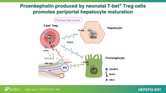 HEPATOLOGY Journal tweet media