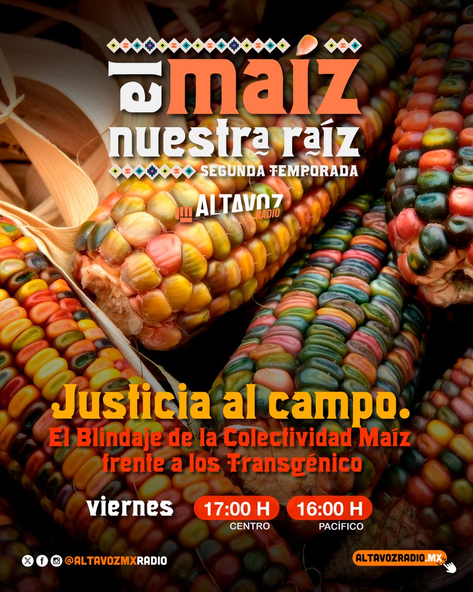 altavozmxradio's tweet photo. 🌽⚖️ El maíz también se defiende desde la ley.

Esta semana en cabina, Mercedes López, coordinadora de Demanda Colectiva Maíz, nos explica cómo proteger los maíces nativos desde el ámbito legal y por qué su defensa es clave para resguardar nuestra biodiversidad, cultura y soberanía alimentaria. 🌾💛

😉 No te pierdas #ElMaízNuestraRaíz
🗓️ Viernes
🌎 Centro | 17 h
🏖️ Pacífico | 16 h
📢 https://t.co/T84QJbJcJl
