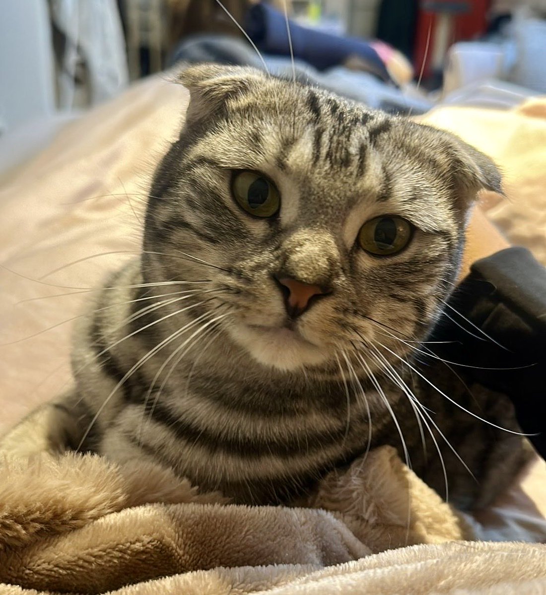 Just a cat guy 🐈⬛🐈⬛🐈⬛ Jason Minot tweet media