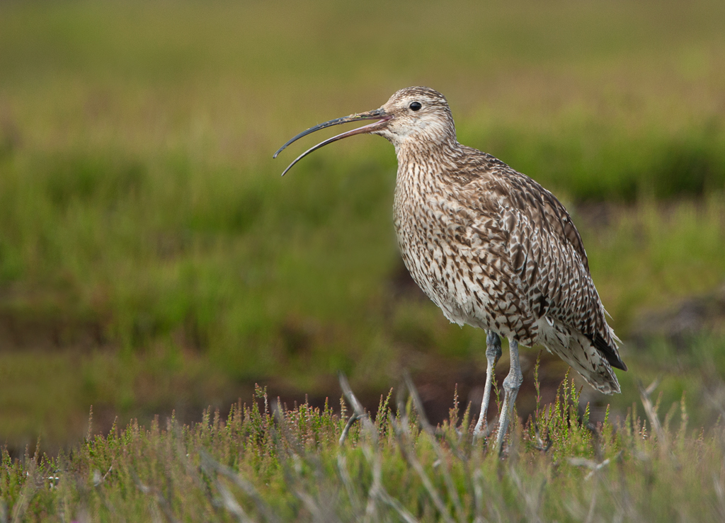 Steve Race tweet media