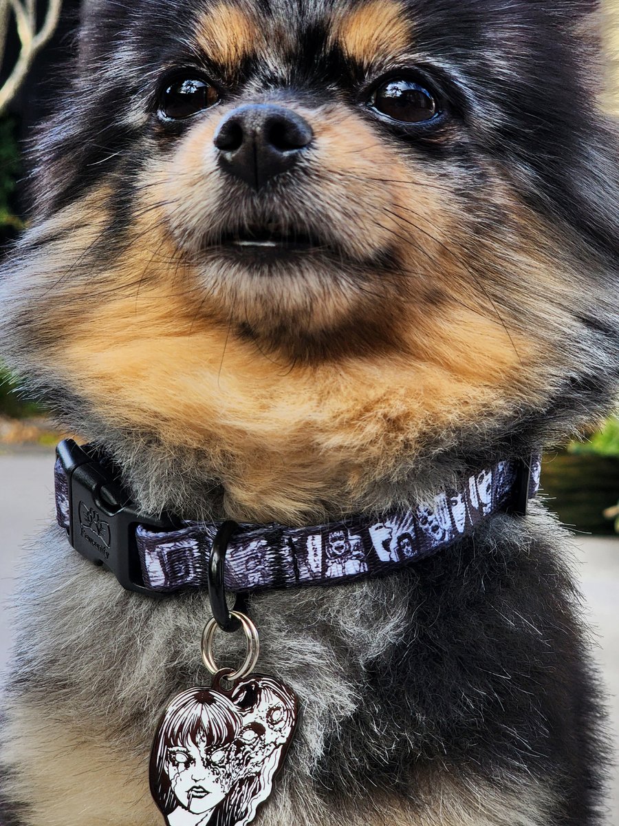 Pawsonify 🐾 tweet media