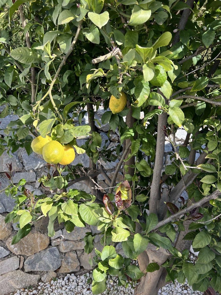 TraderSZ tweet media