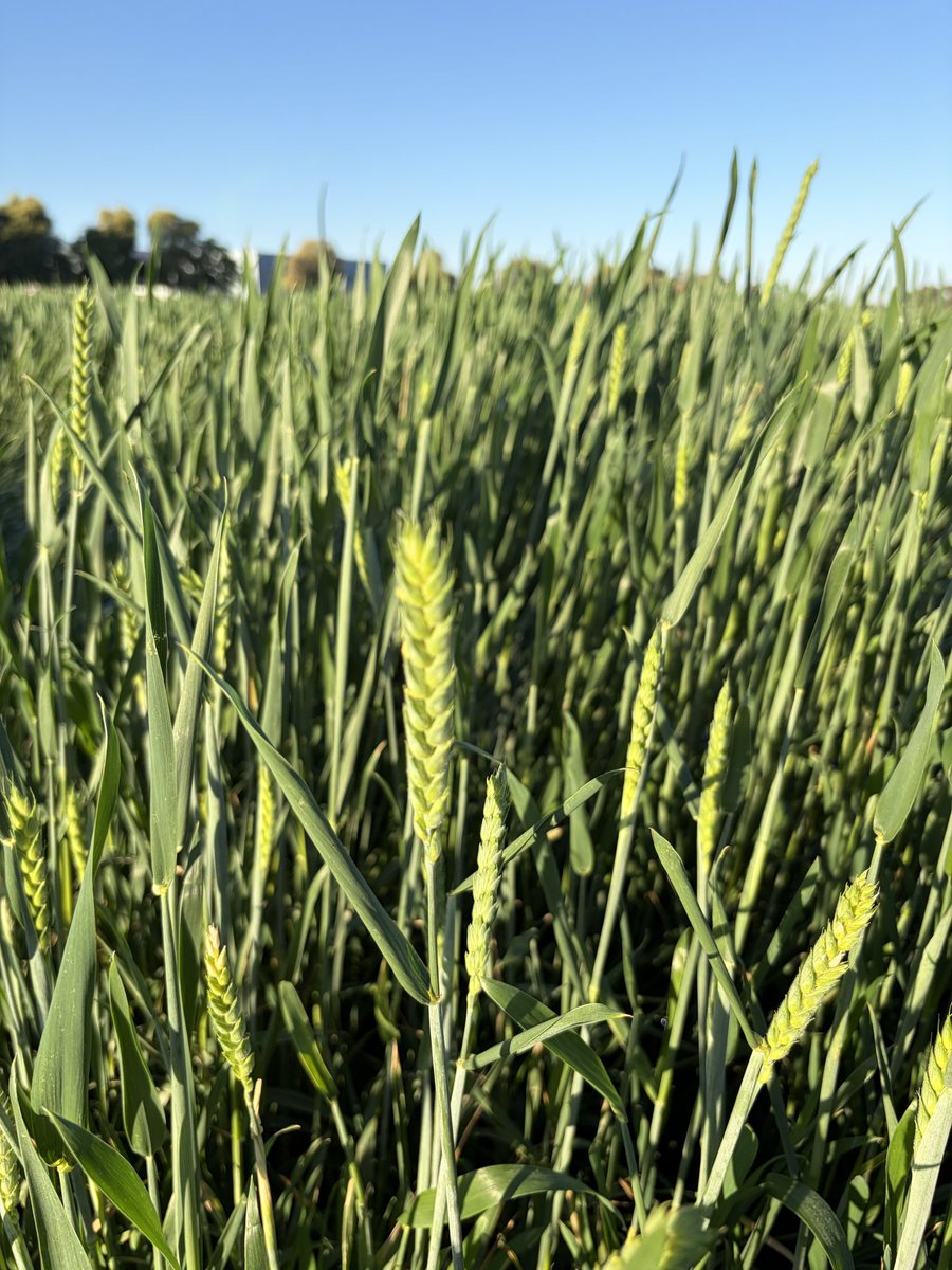 x_is_a_timesuck's tweet photo. Growing more Church Music. #arizonagrown #knowyourfarmer https://t.co/hXlws6gllf