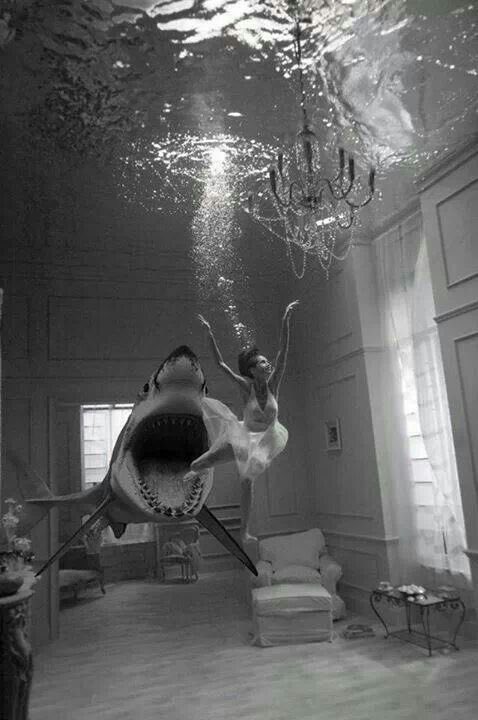 ReflectivKitten's tweet photo. Swimming with sharks https://t.co/I5dD7K7HkQ