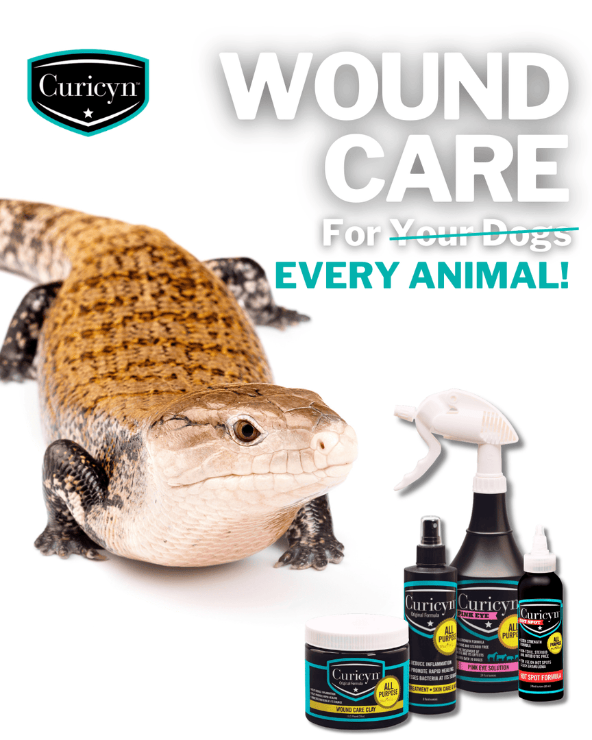 Curicynproducts's tweet photo. Sensitive scales and eyes require gentle support. Curicyn solutions are safe for reptiles, supporting healing without burning or disruption. Designed and made in America for all animals, including our #ScaledCompanions. https://t.co/njoZpPIqzy