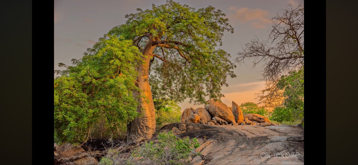 Dominique 🇿🇦 tweet media