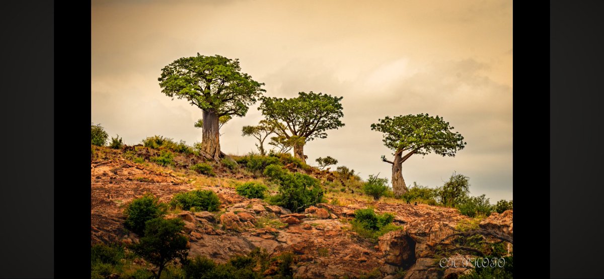 Dominique 🇿🇦 tweet media