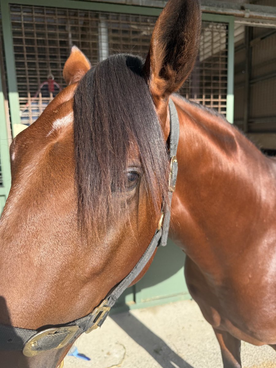 Valiant_stud tweet media