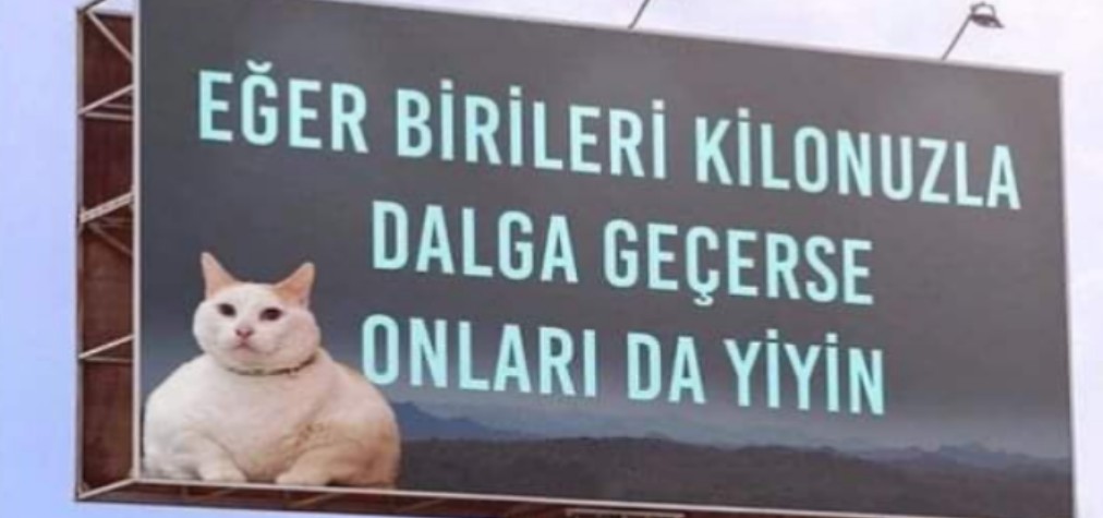 dila 🌼🐞🐼🦤 (@dk_aysegul) on Twitter photo 