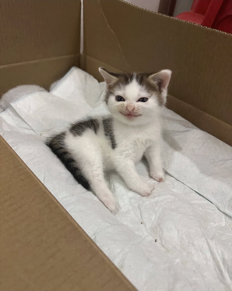 Cute Cats 🐱 tweet media