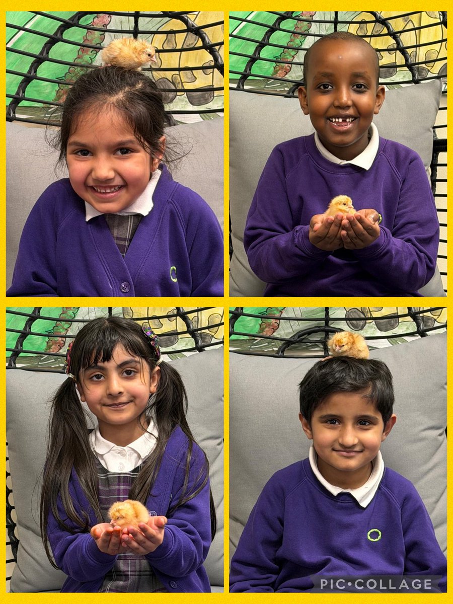 olive_bolton's tweet image. Our chicks have hatched perfectly in time for #BritishScienceWeek2026 @ScienceWeekUK @eggsploring #WeAreStar #Science #LifeCycles #Ambition #Respect #Awe #Wonder #Year1 #Excitement #Experiences