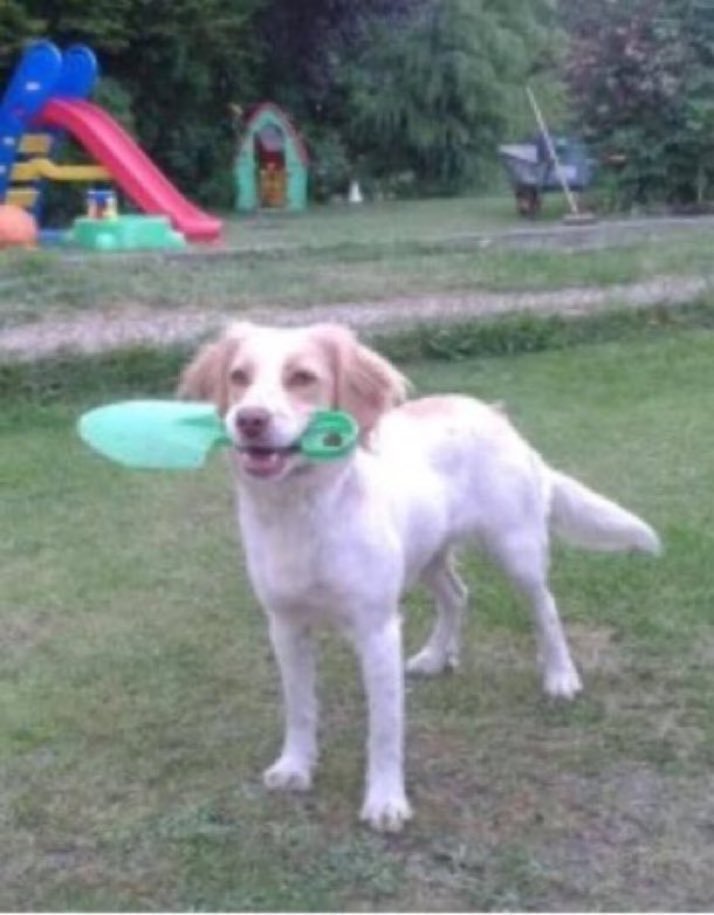 LisaClareRead2's tweet photo. Please RT #spanielhour Daisy missing for over 8 years from #Sotterley #Beccles #Suffolk #NR34
Have you seen her? #missingdog
#SpanielHour
https://t.co/ctETzR9EhG https://t.co/OZO0h3zePR
