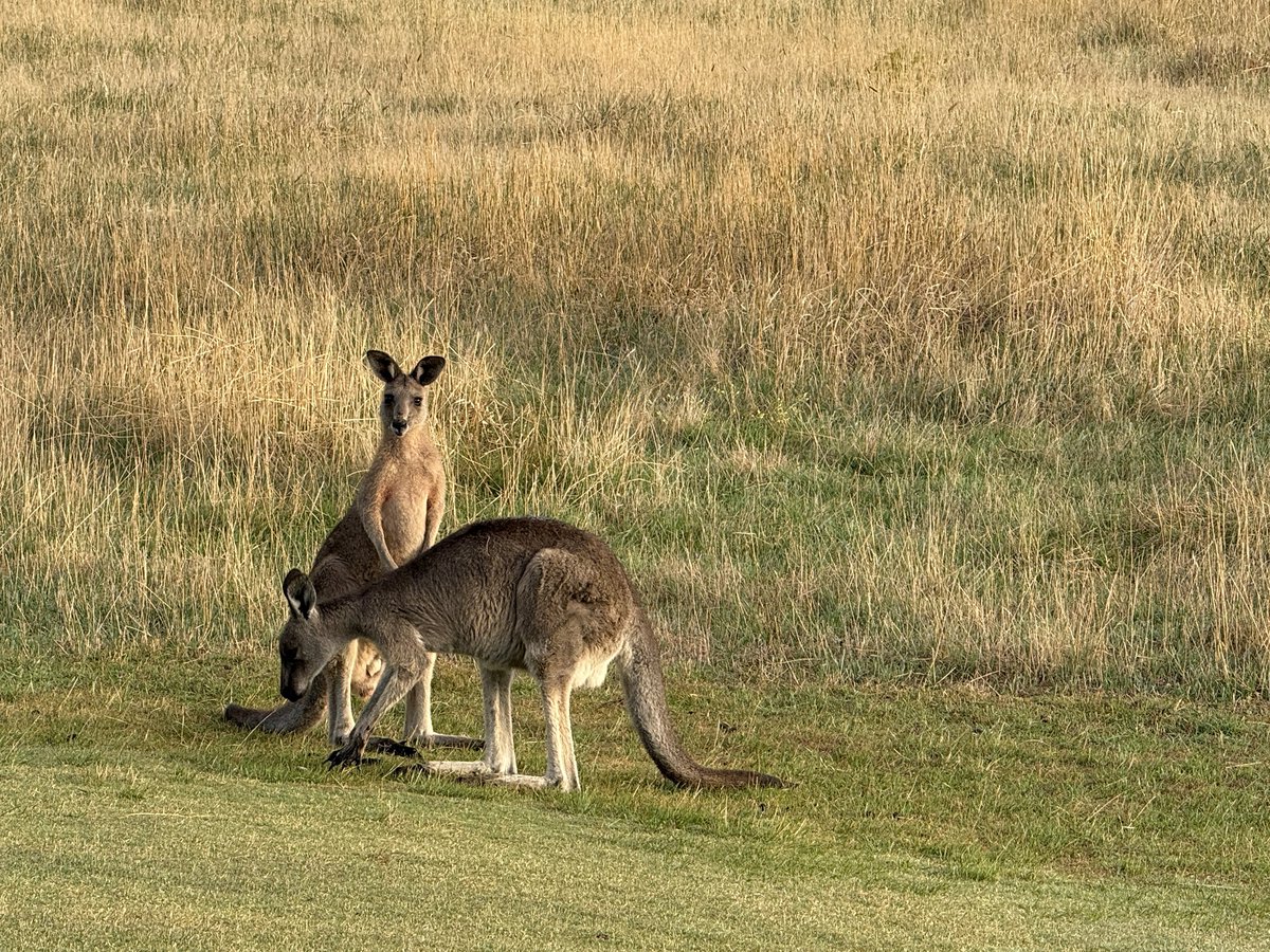 Rick Golfs tweet media