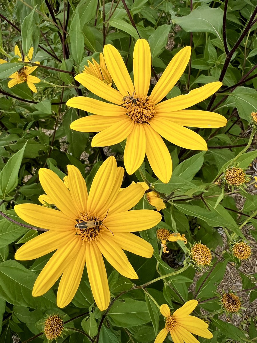 The Last Farm tweet media