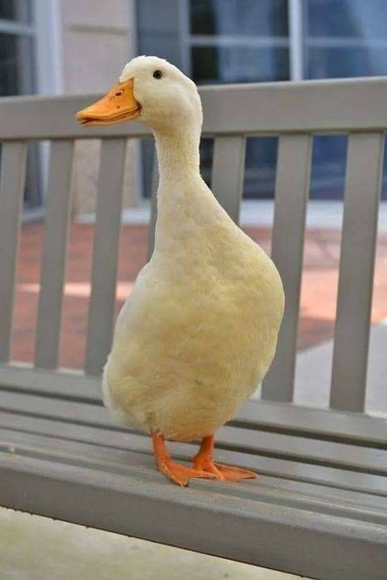 First four photos of my Pinterest