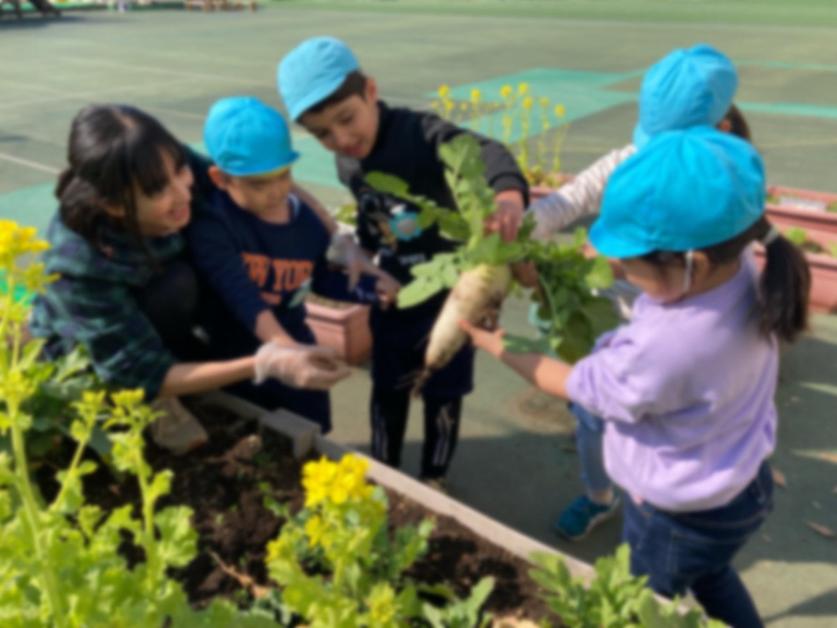 honmurakg's tweet photo. 3月12日 〈野菜の収穫〉
育ててきた野菜(ミニにんじん🥕・カブ
ほうれん草・大根だいこん)を収穫しています。
今日のお別れパーティー🎉のスープに使います。 https://t.co/T1f9CMX2B2
