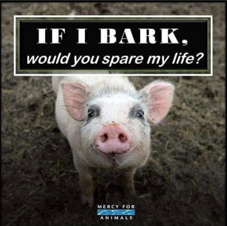 veganfuture's tweet photo. https://t.co/5BfyVKSF5f