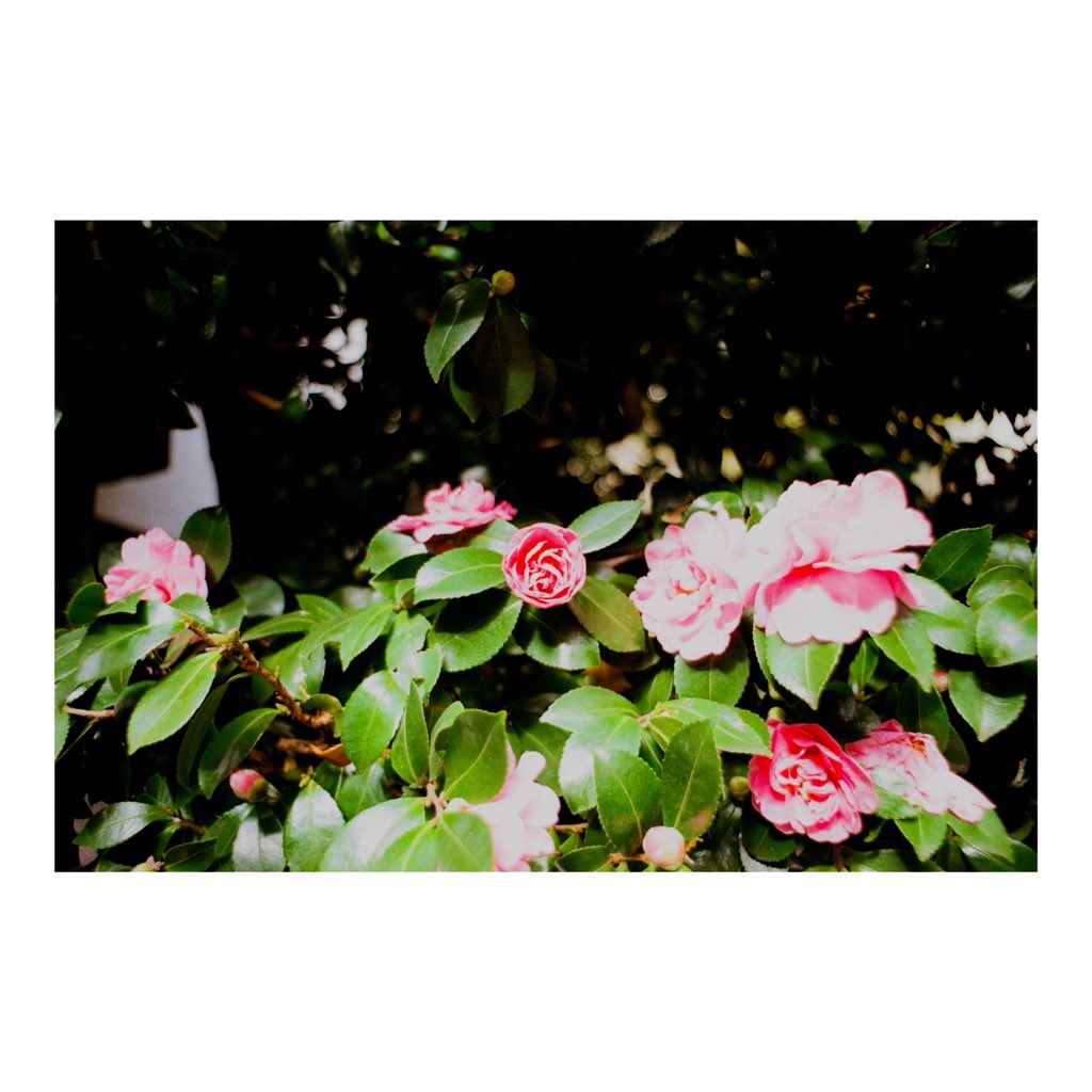 LeoPatriarchXIV's tweet photo. 📷:ASAHI PENTAX SL
🔍:Super Takumar 28mmF3.5
🎞️:FUJIFILM200
#pentaxsl
#takumar
#filmphotography
#フィルム写真
#leopfilm https://t.co/yhQlfxusDF